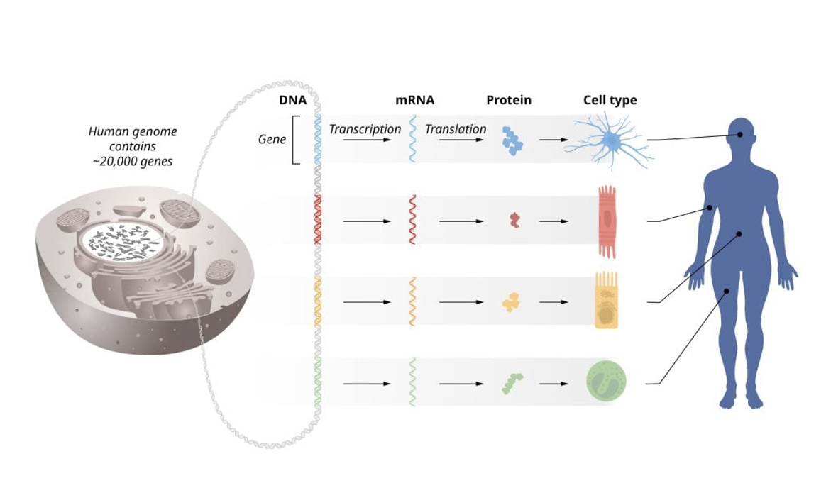 2024 Nobel Prize in Physiology or Medicine jointly to Victor Ambros and